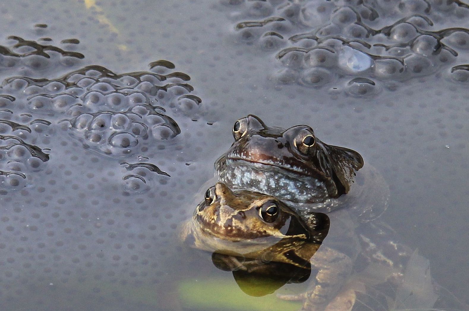 bruine kikker  westeremden