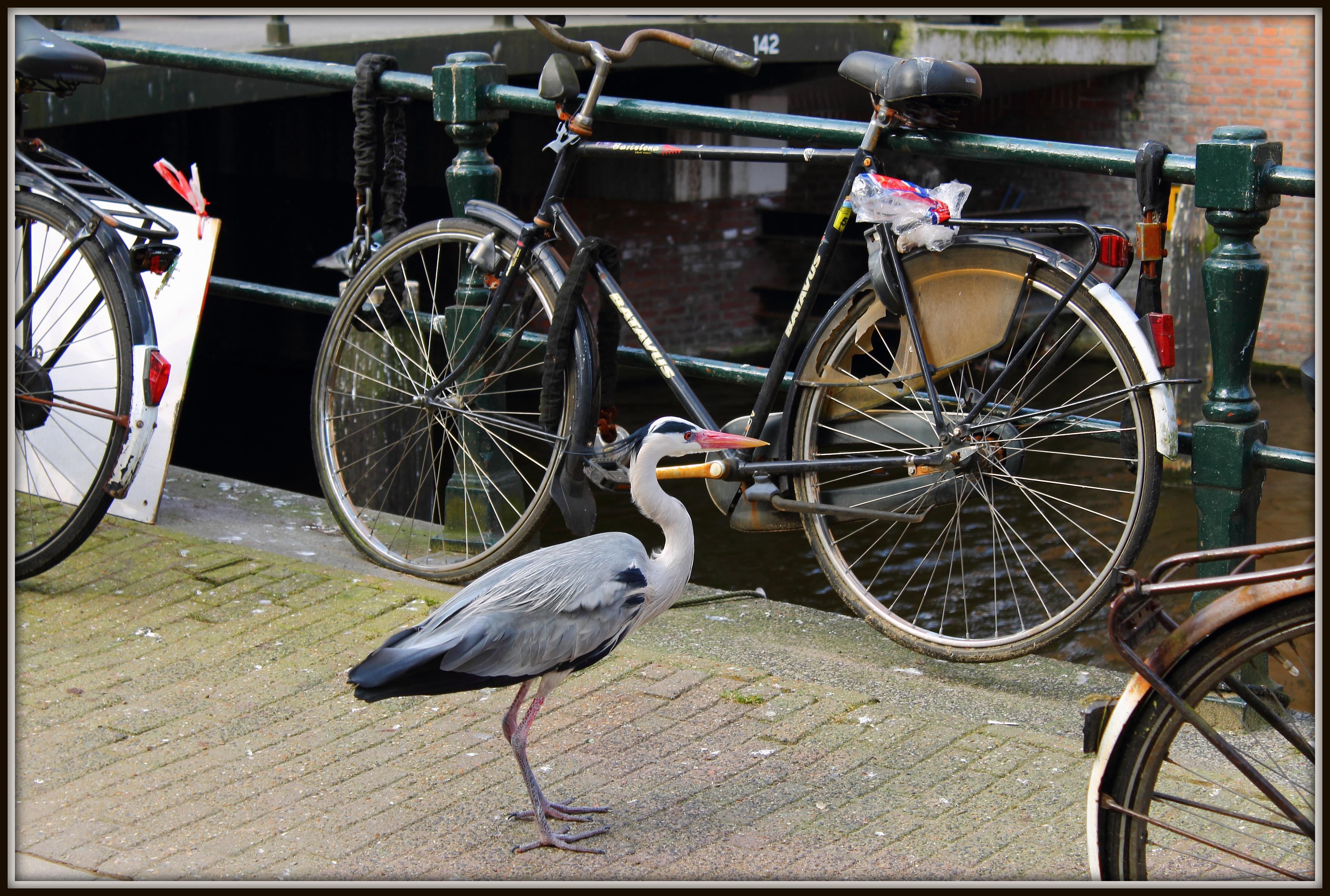 A'dam Stadsreiger.