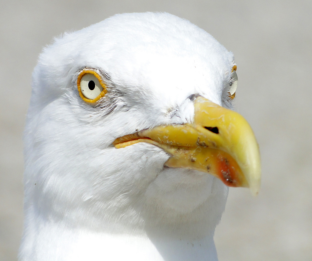 portret van een meeuw
