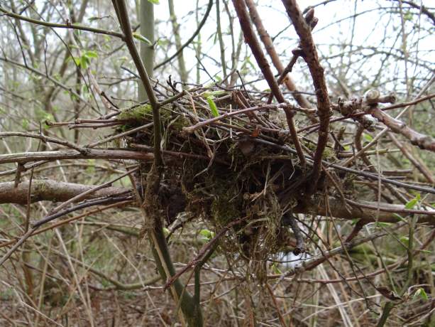 Oud nest