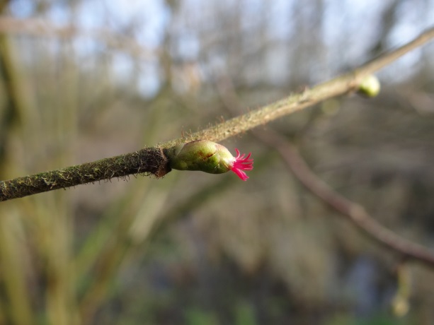 Stempeltje van de Hazelaar