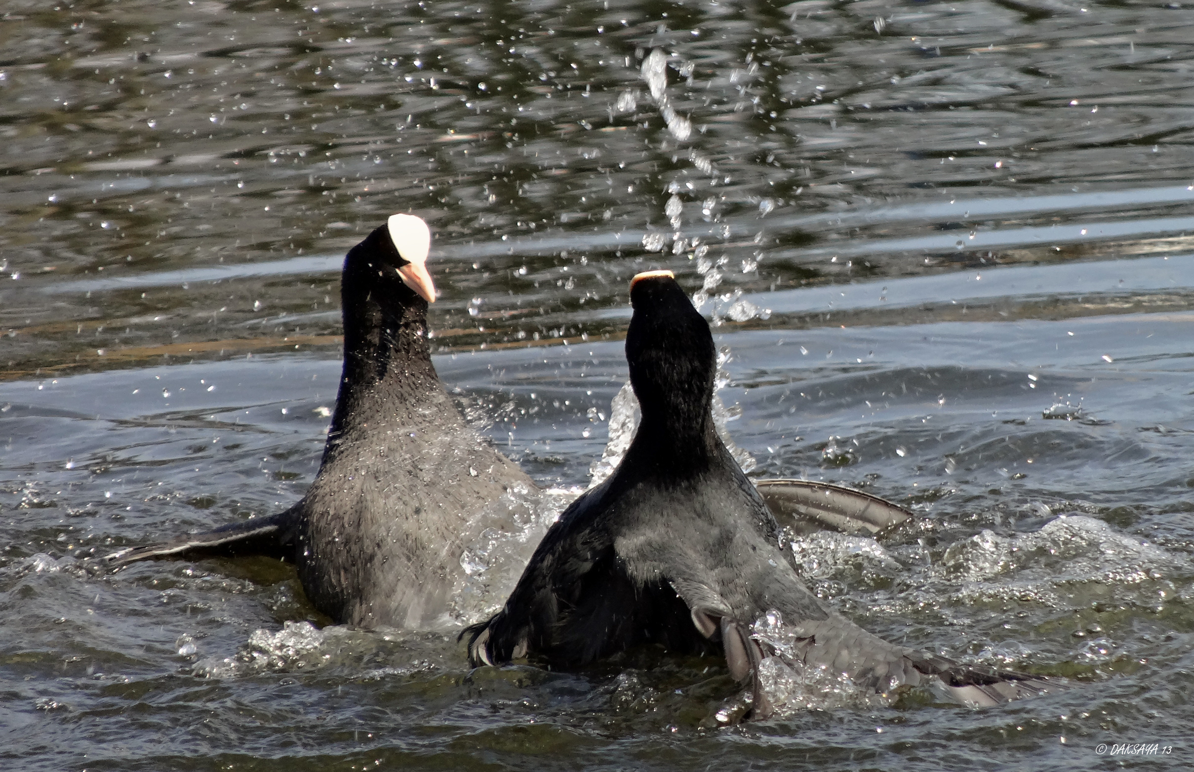 Vechtende meerkoeten