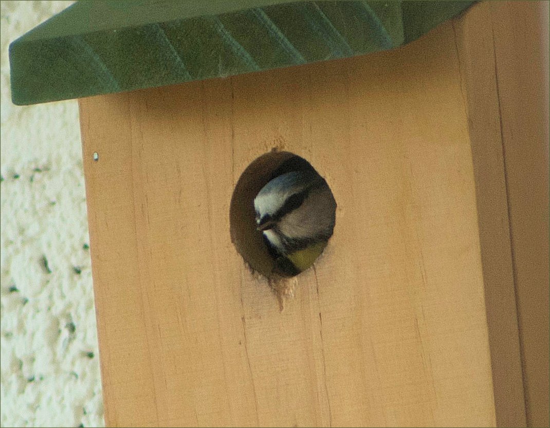 Pimpelmees komt  uit de kast,,..