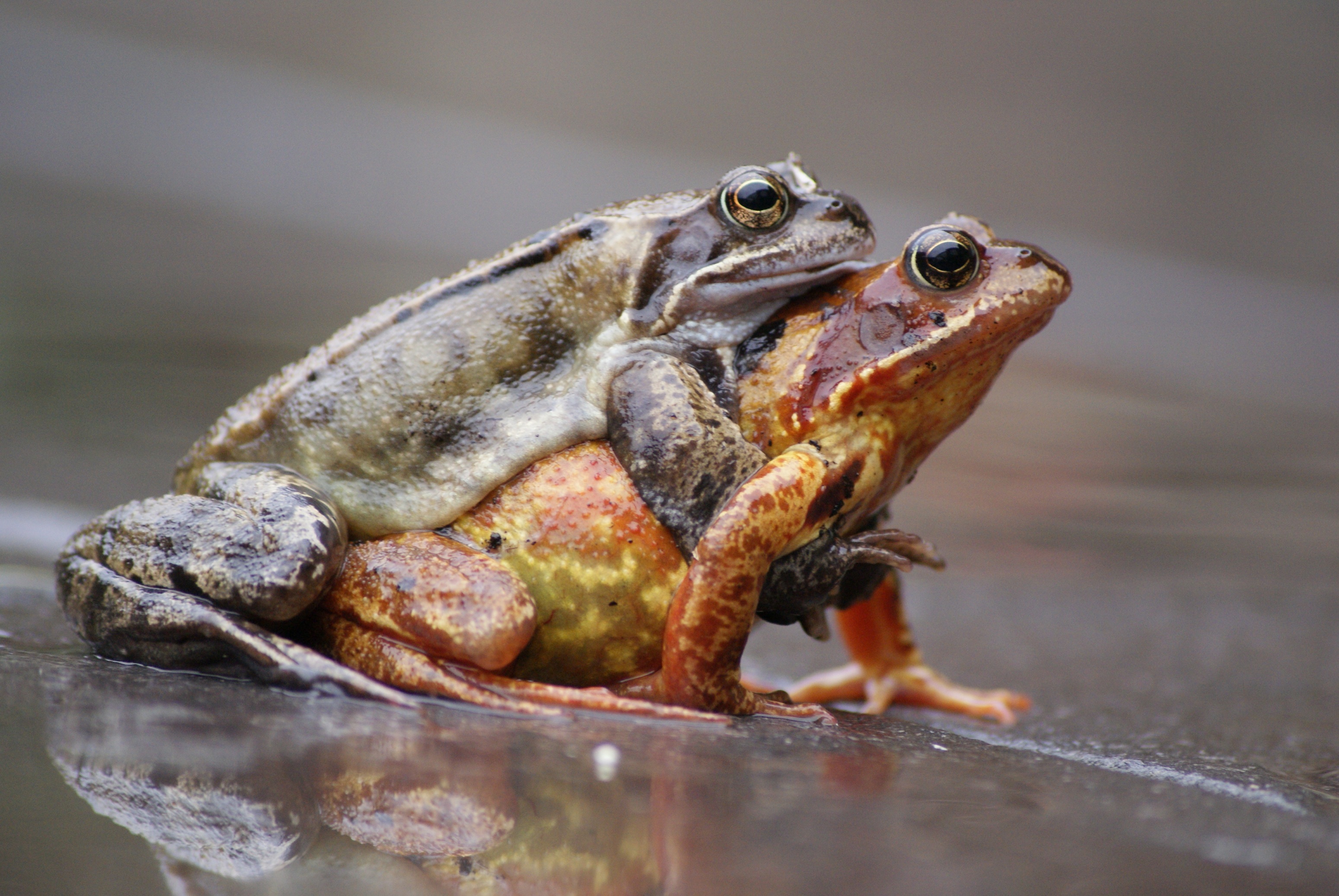 het liefdes pad van een kikker