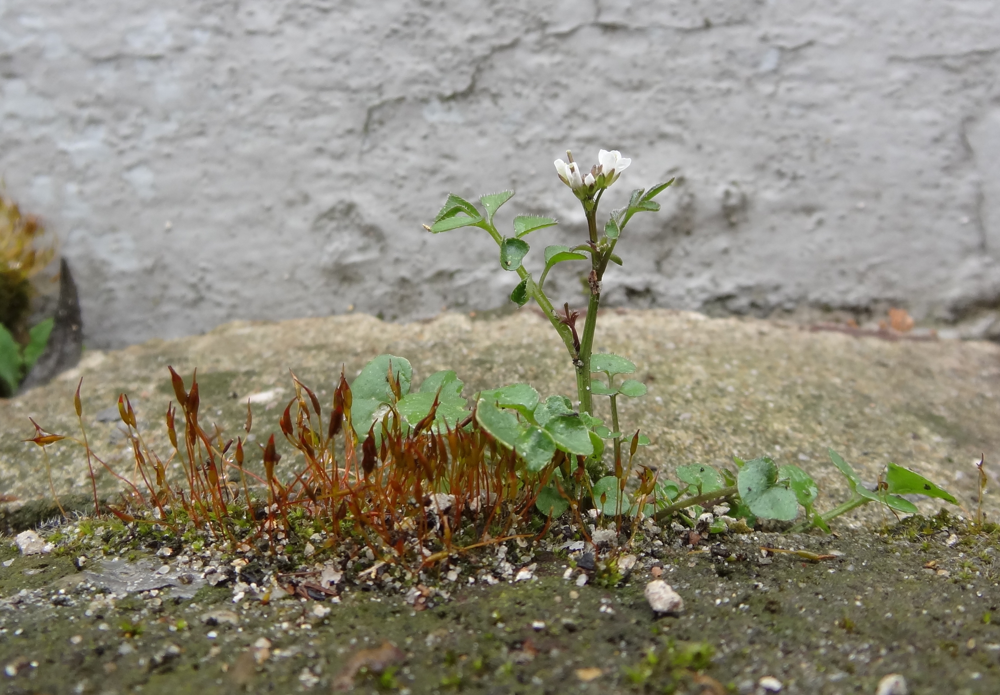 Gehaat bloeiend onkruid!
