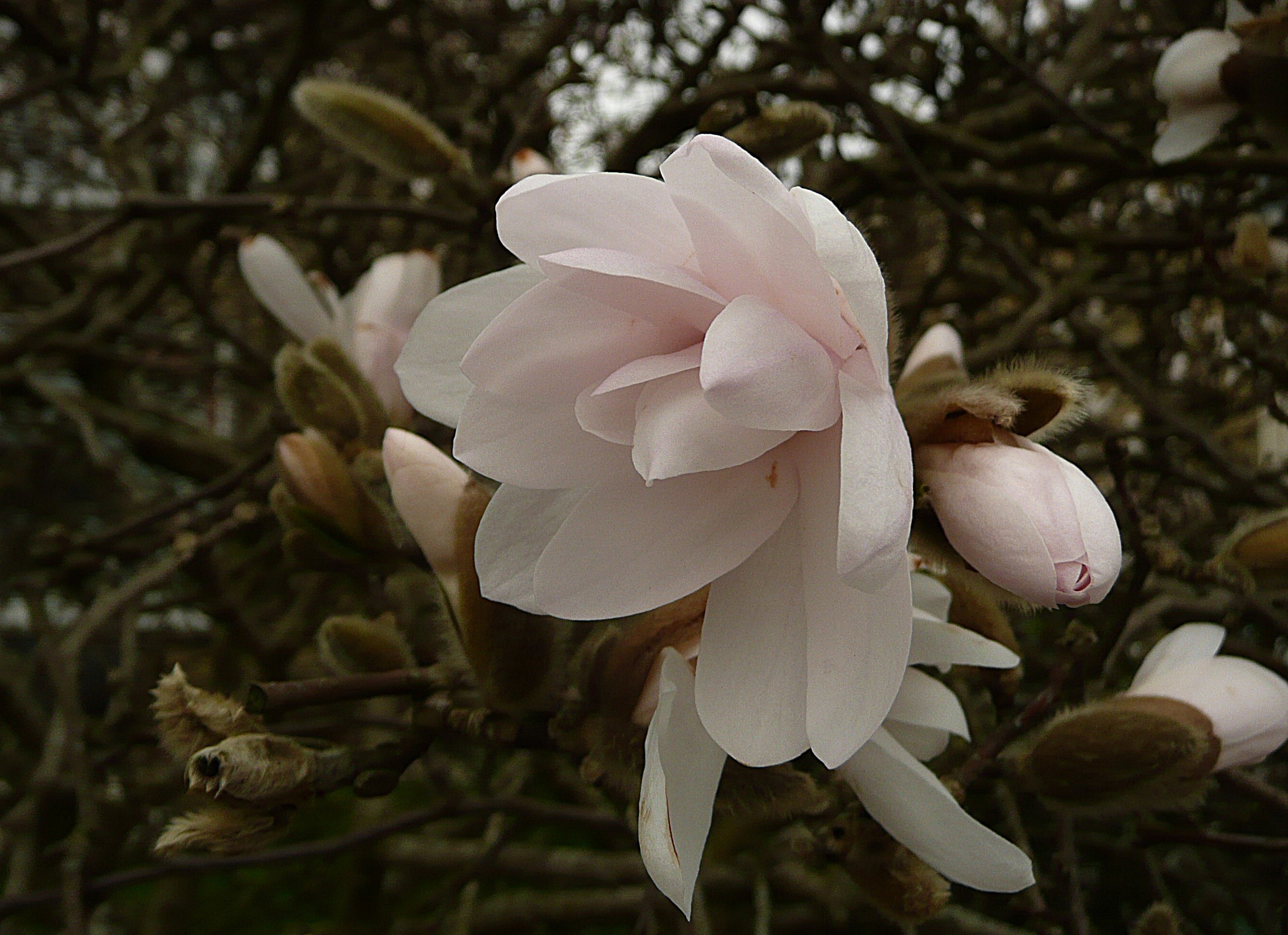 Magnolia