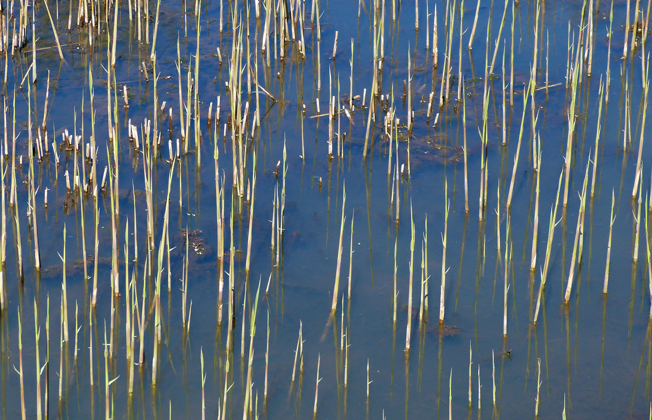 Jong riet