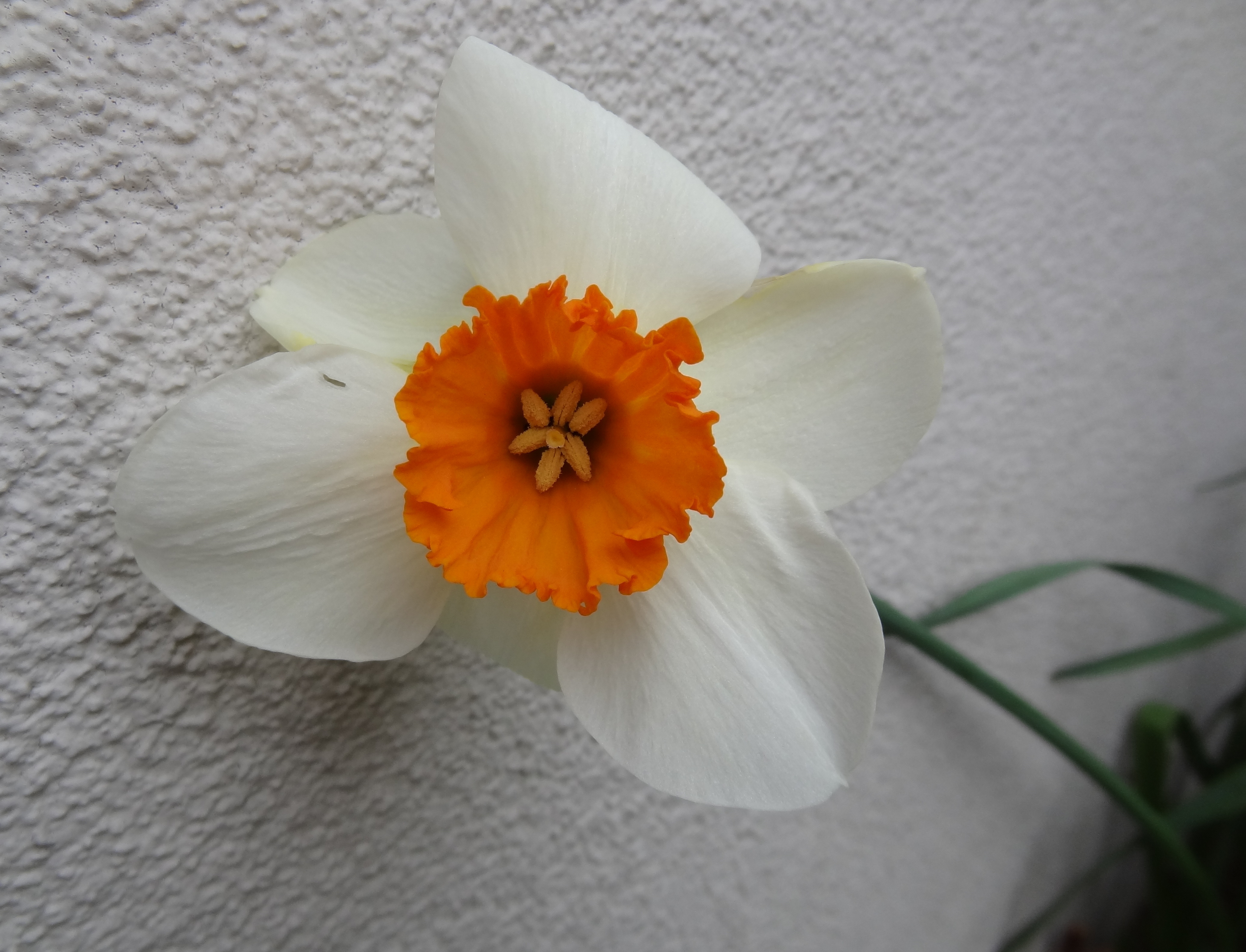 Lievelings-narcis