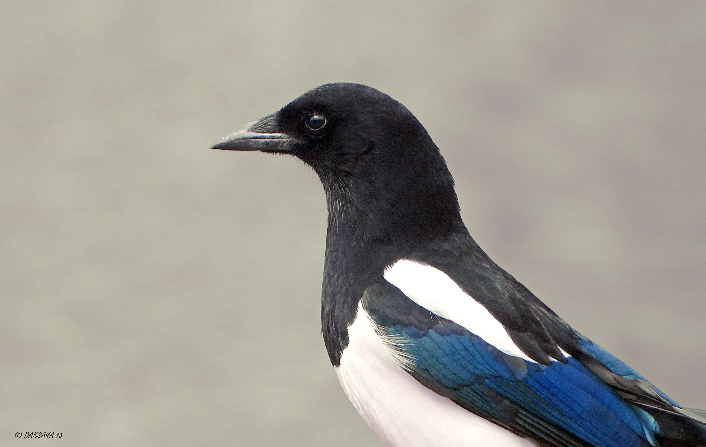 Ekster