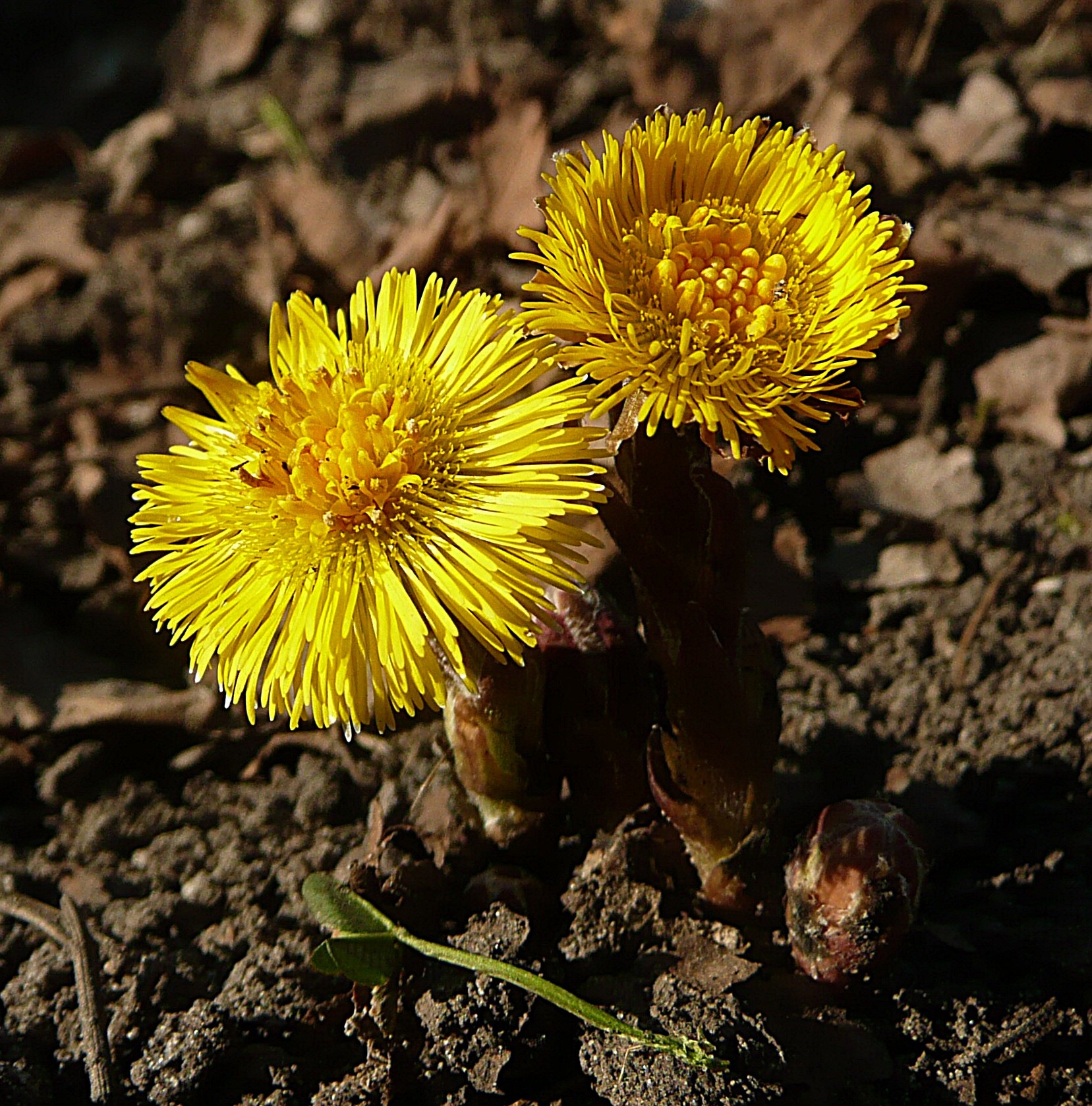Lentebode, klein hoefblad