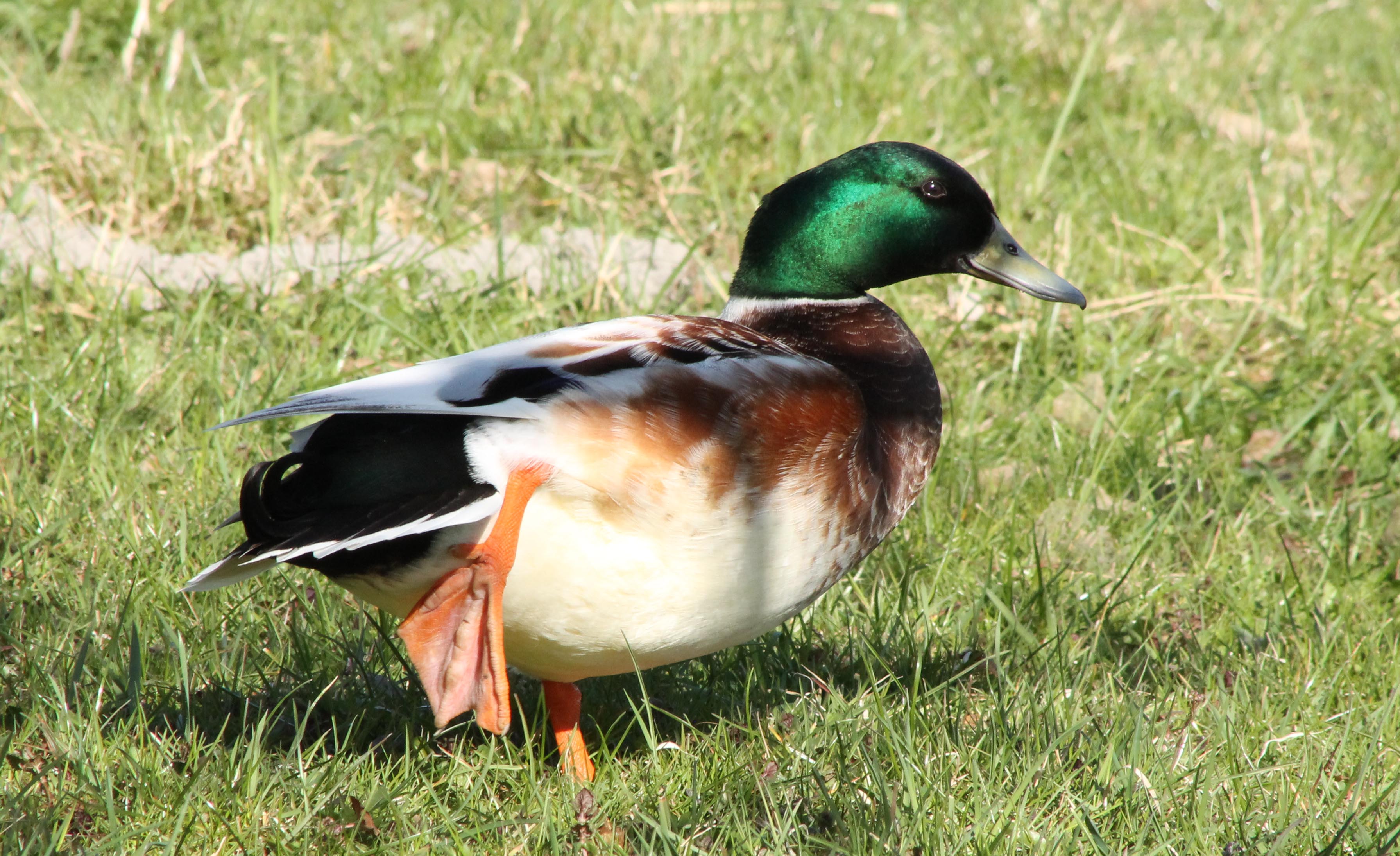 Wilde eend