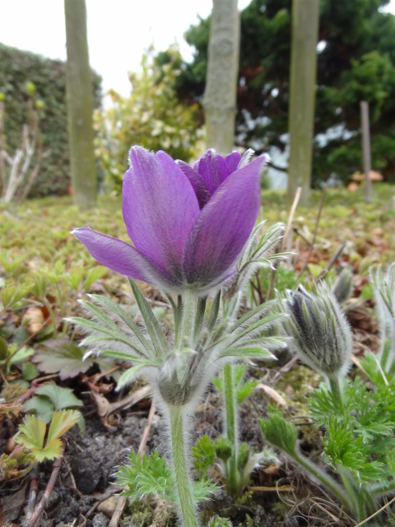 Wildemanskruid  Anemone pulsatilla