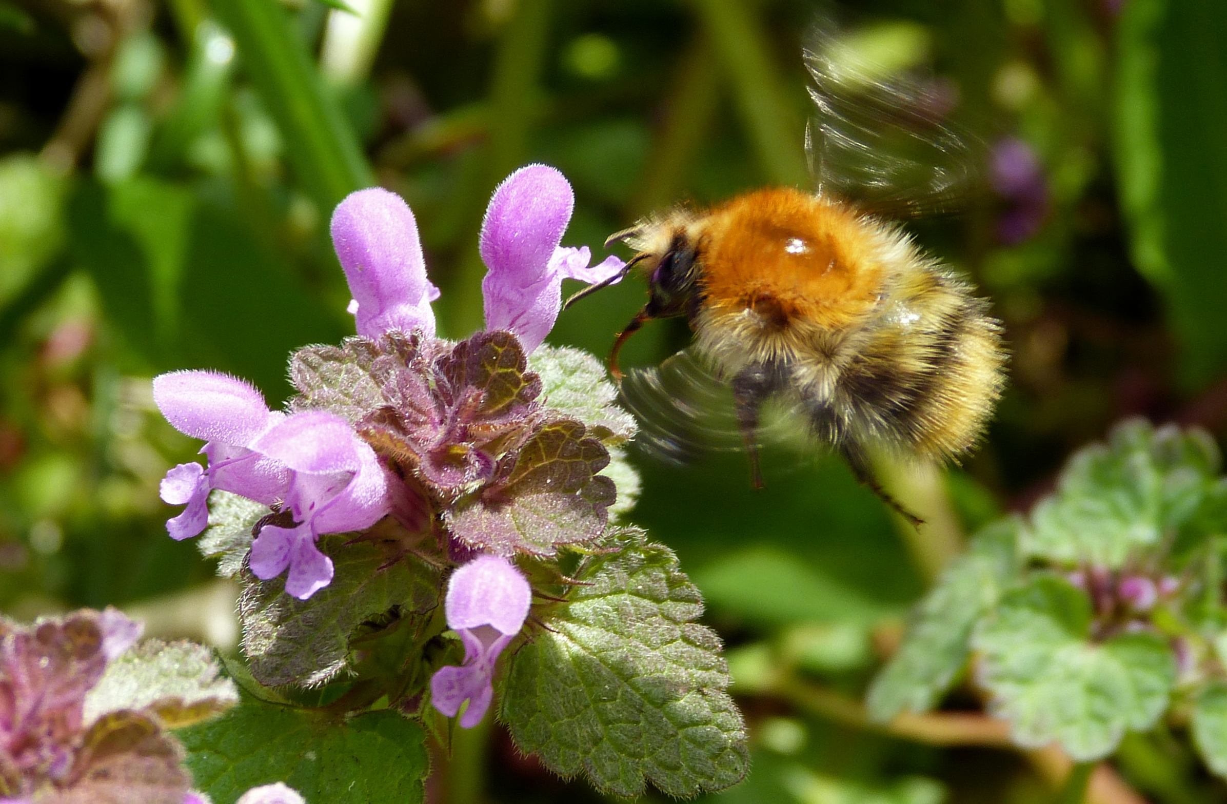 Hommel op Paarse dovenetel