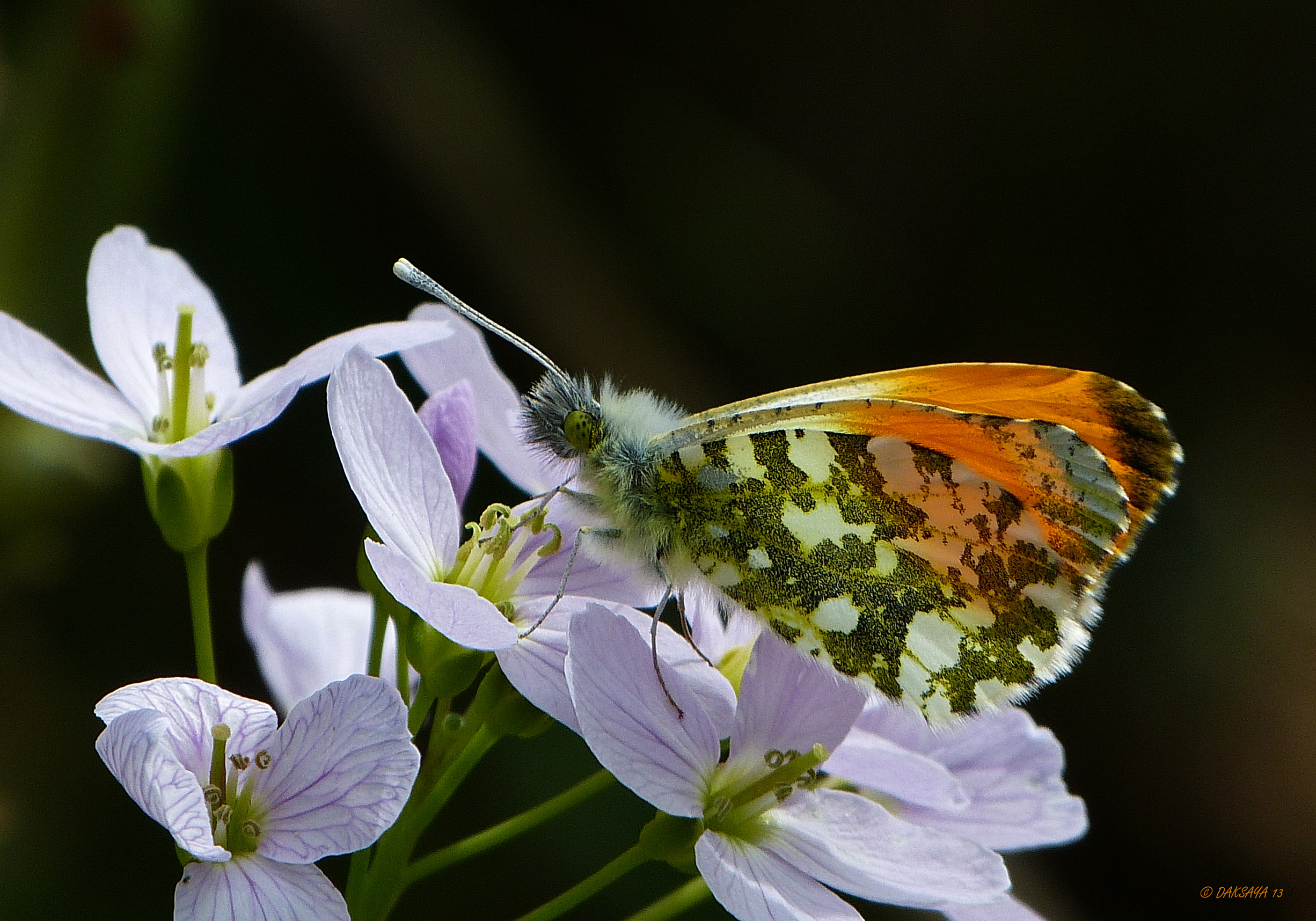 Oranjetipje op pinksterbloem