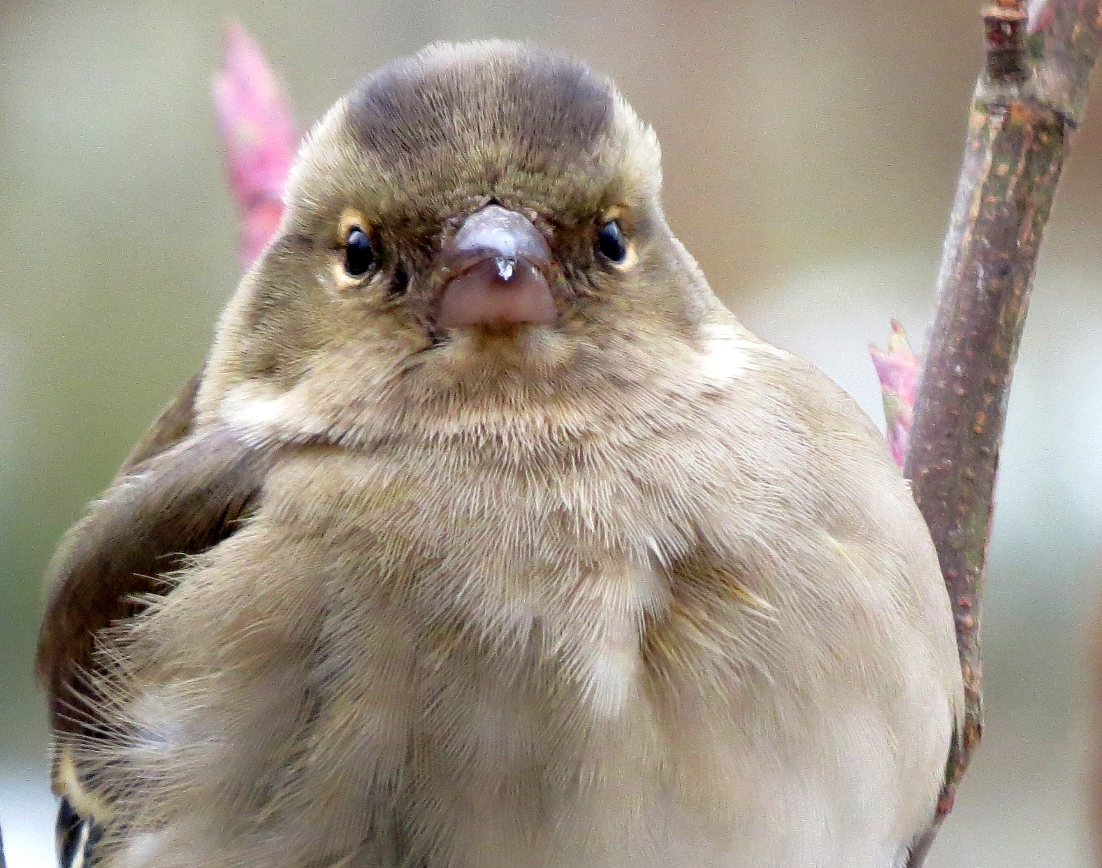  vink vrouwtje