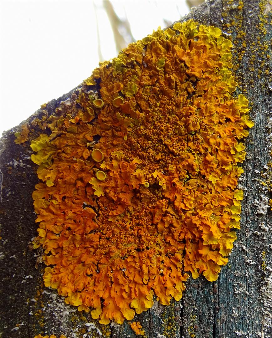 'Oranje-Snipperdrop?'