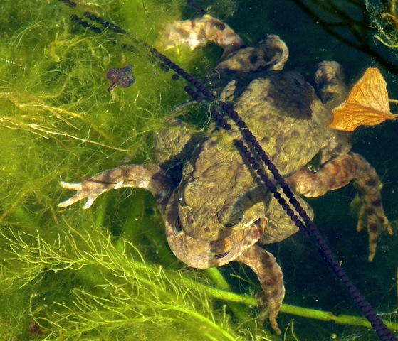 Paring gewone pad . Bufo bufo