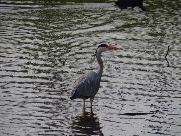 Blauwe reiger