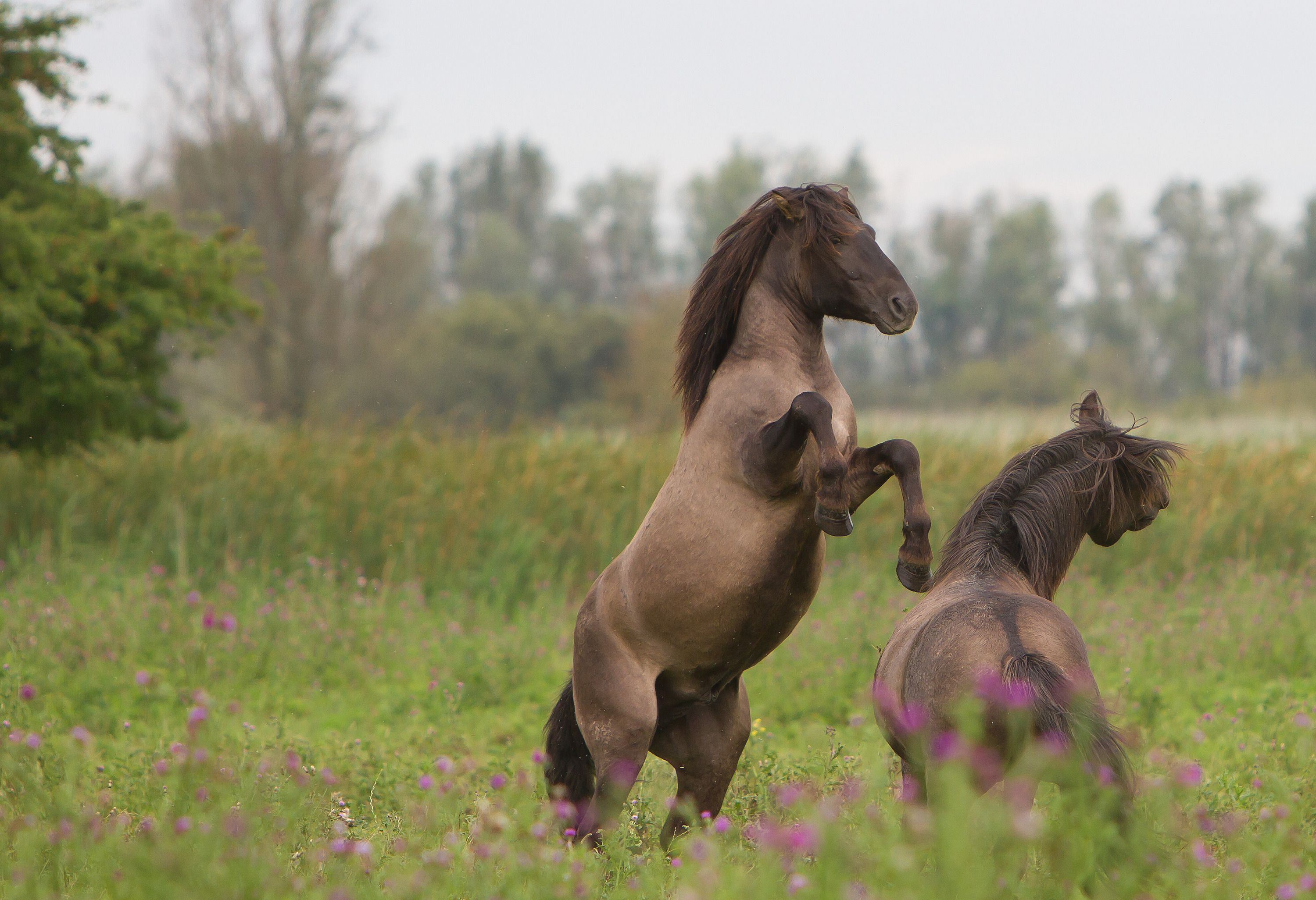 vechtend wild
