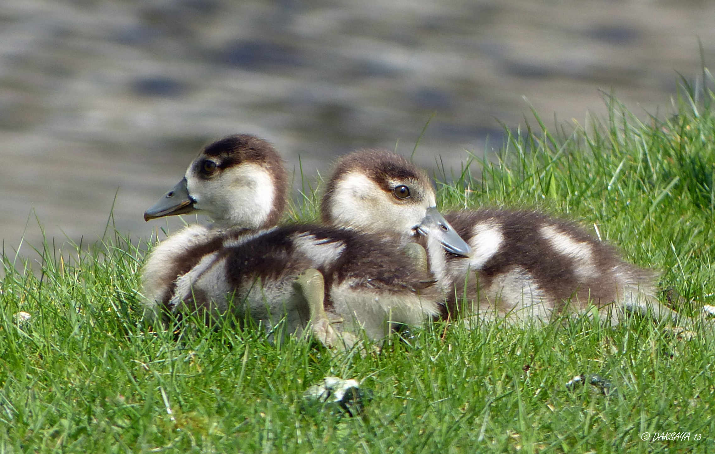 Jonge nijlgansjes 2