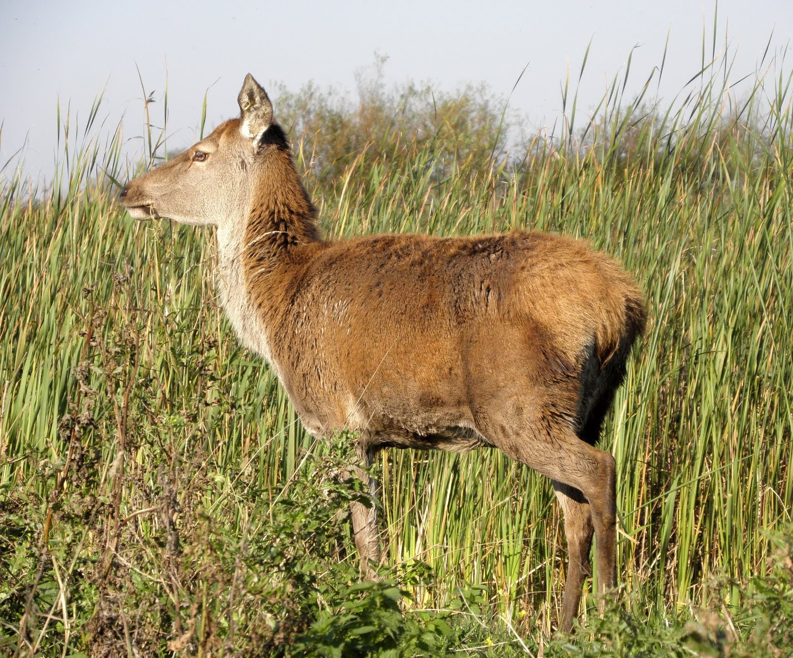 Edelhert kwam en ging