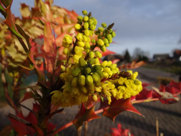 Mooi gekleurde struik