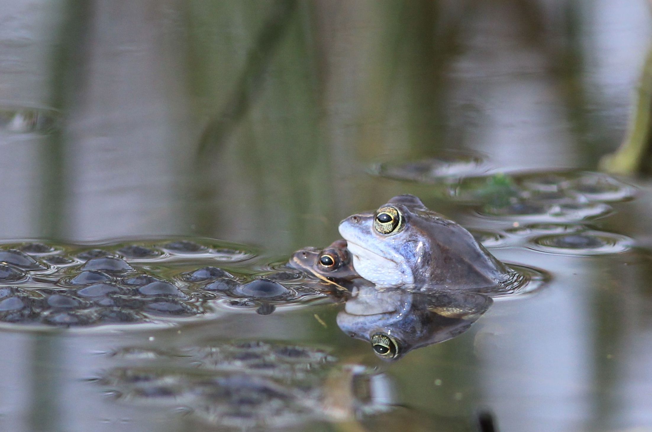 heikikker  siepelveen