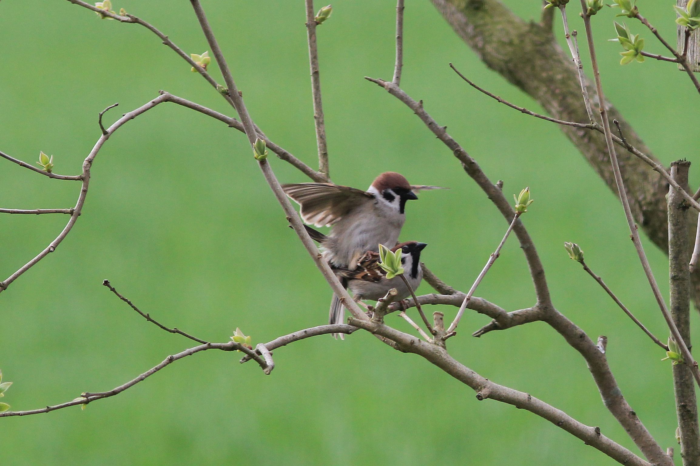 ringmus   westeremden