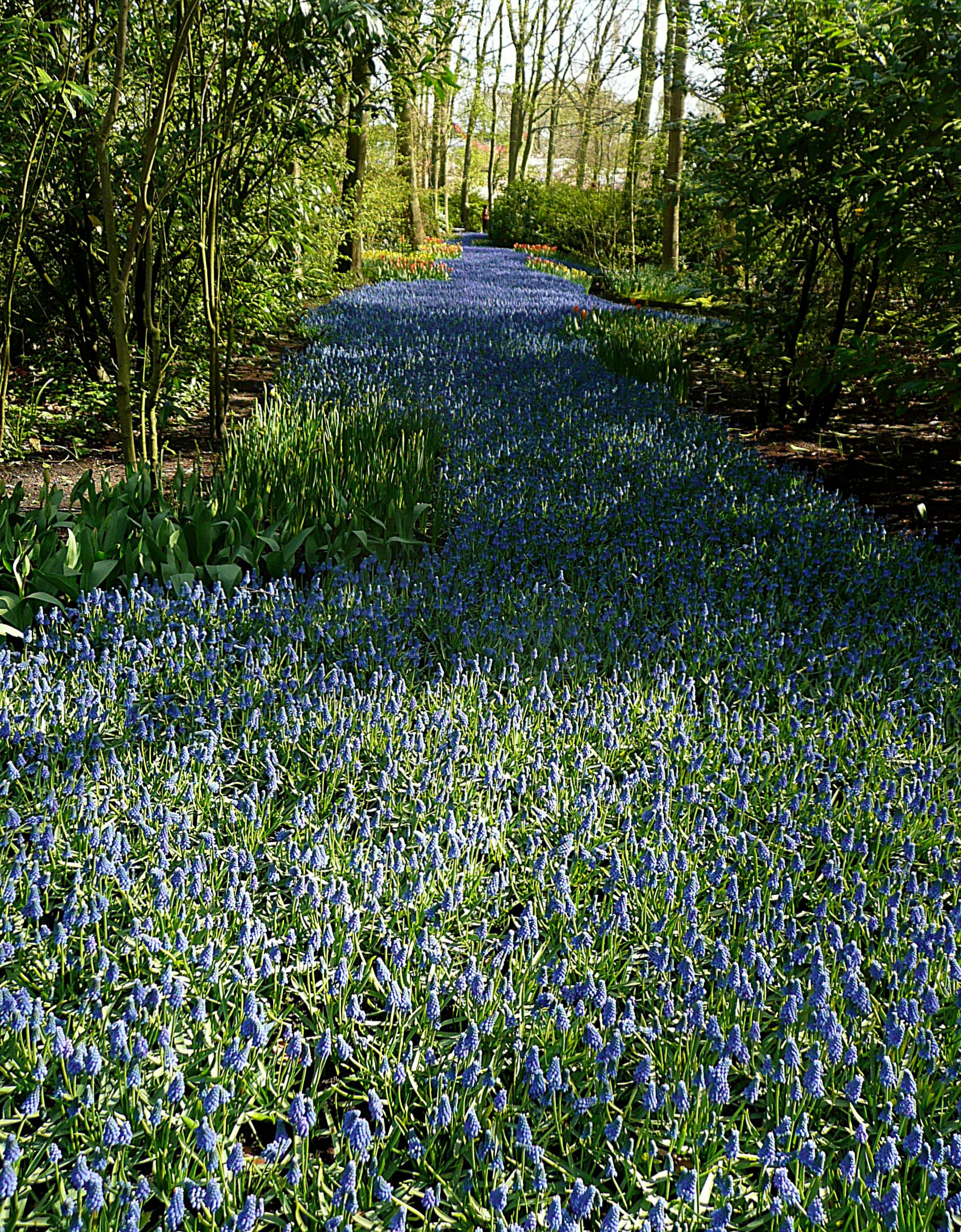 Keukenhof 12