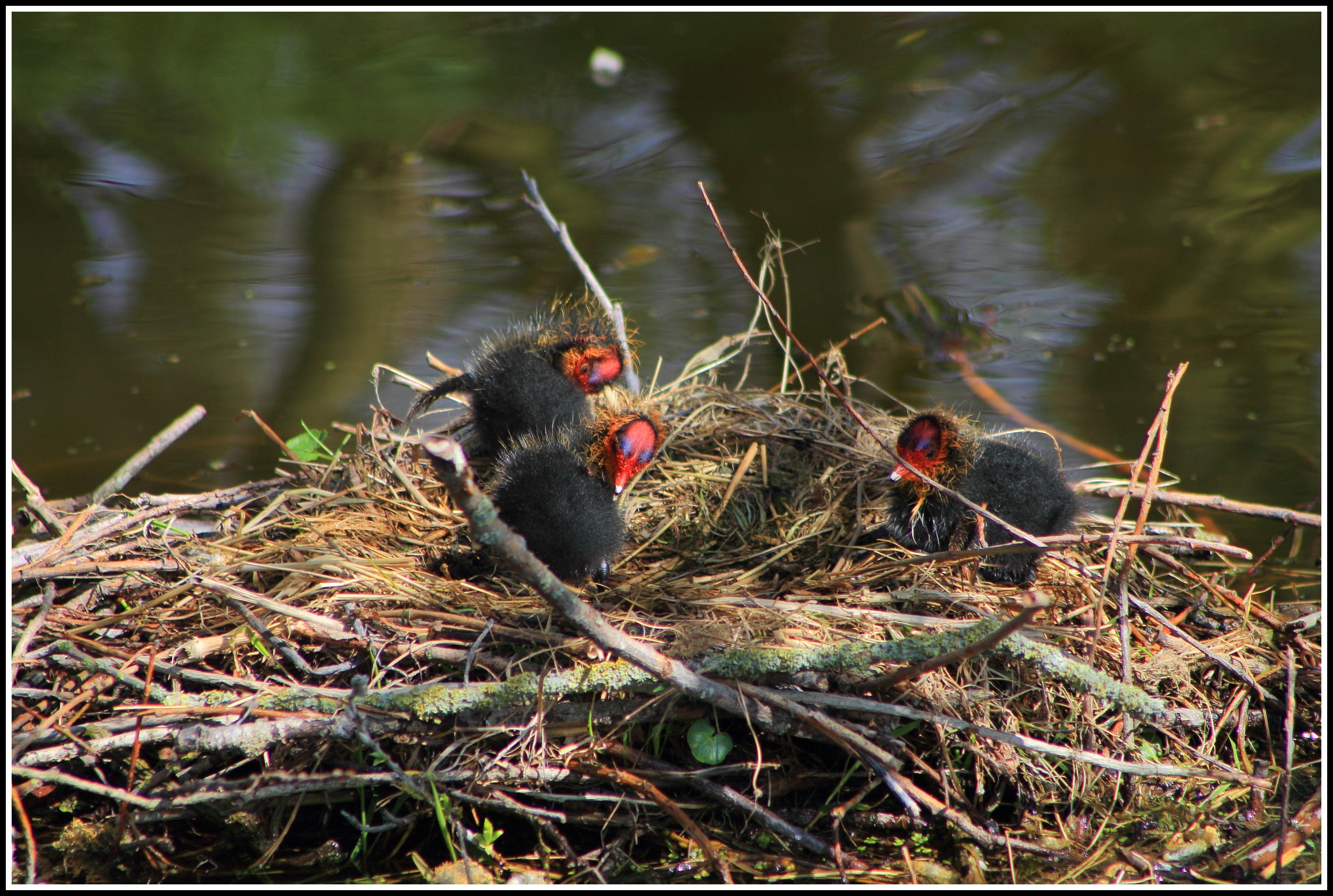Nest met Meerkoeten.