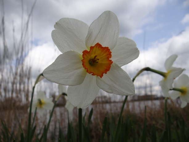 Witte narcis