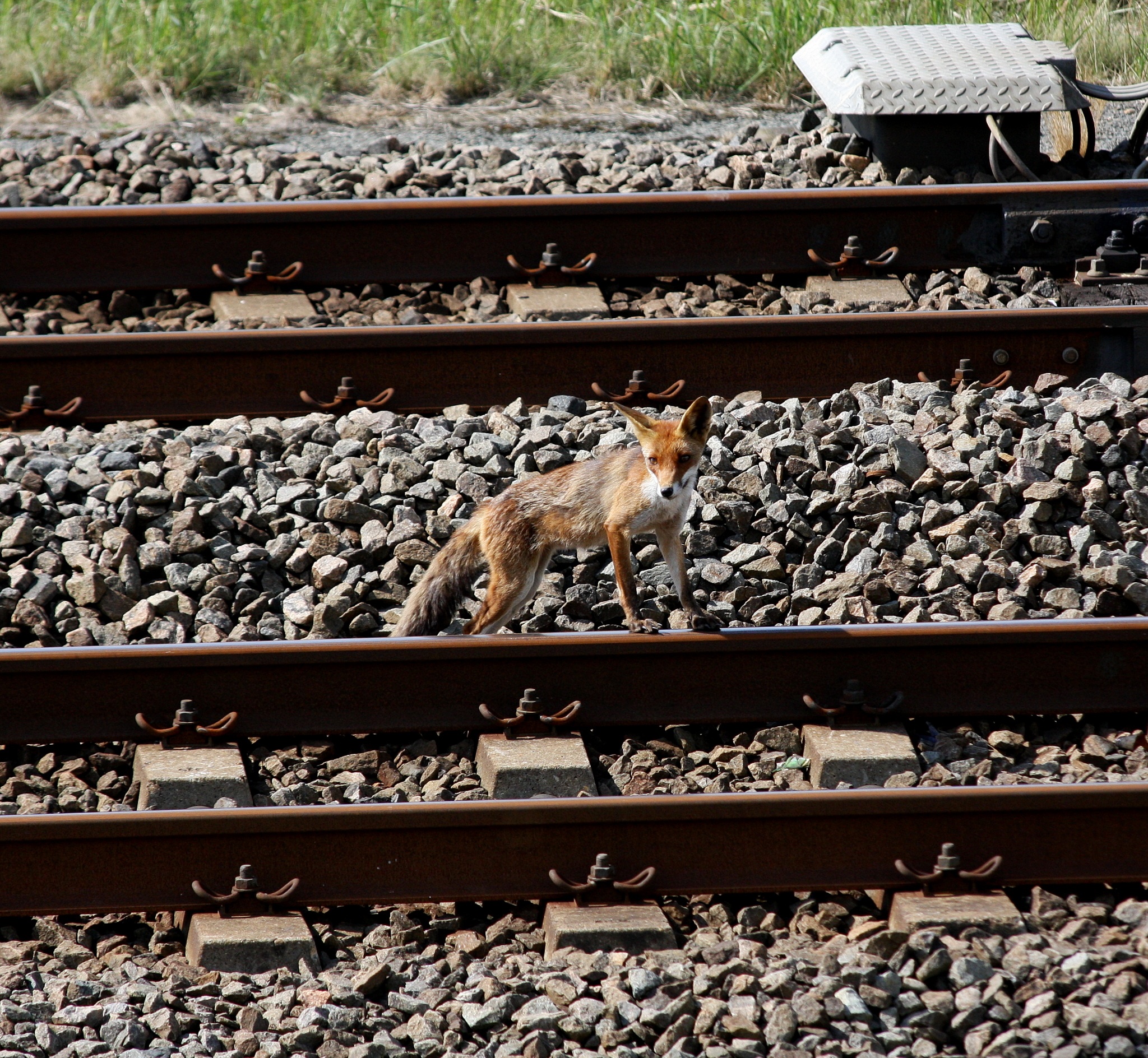 Vos bij spoor Grote Praambult Lelystad