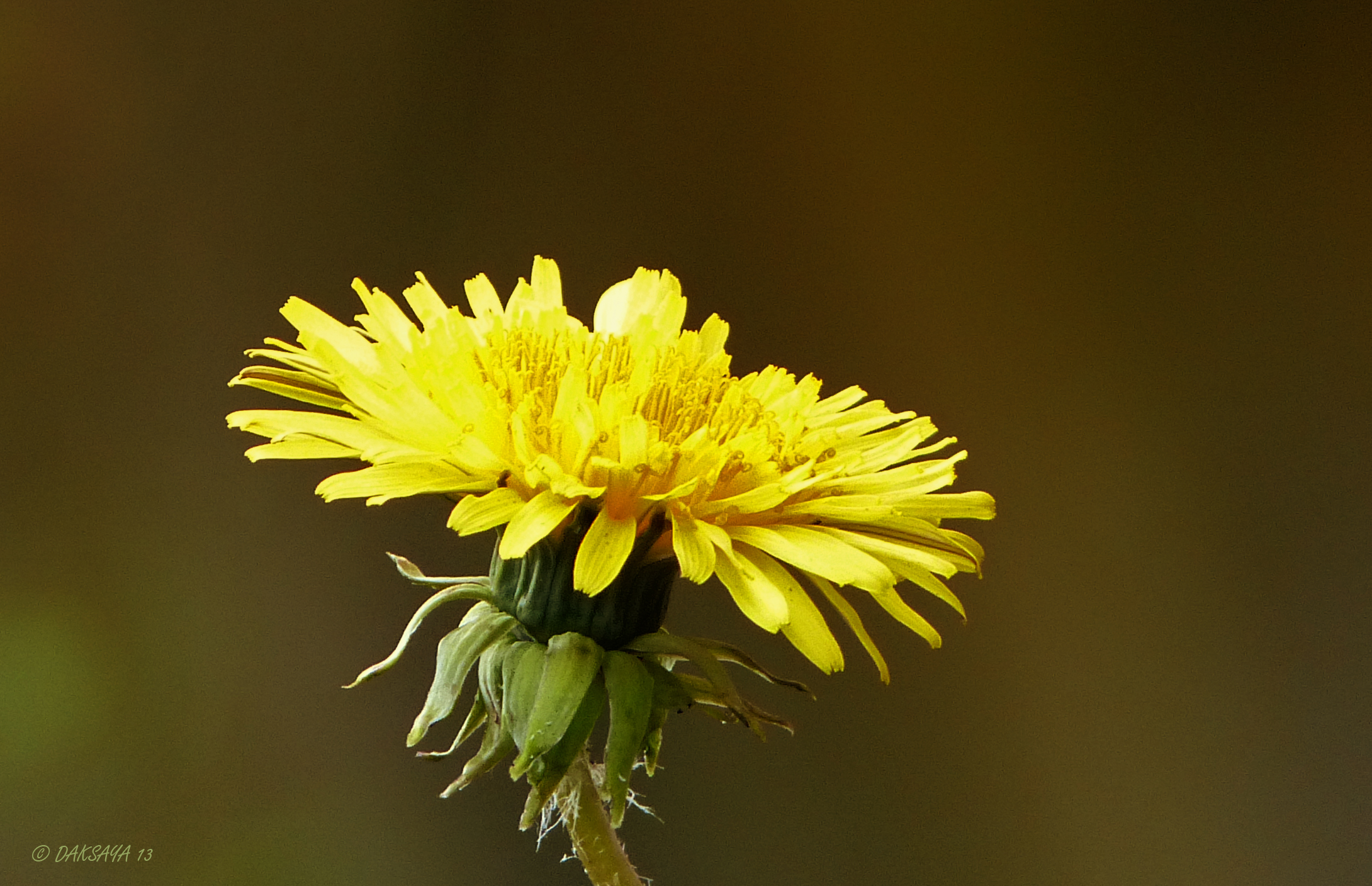 Paardebloem