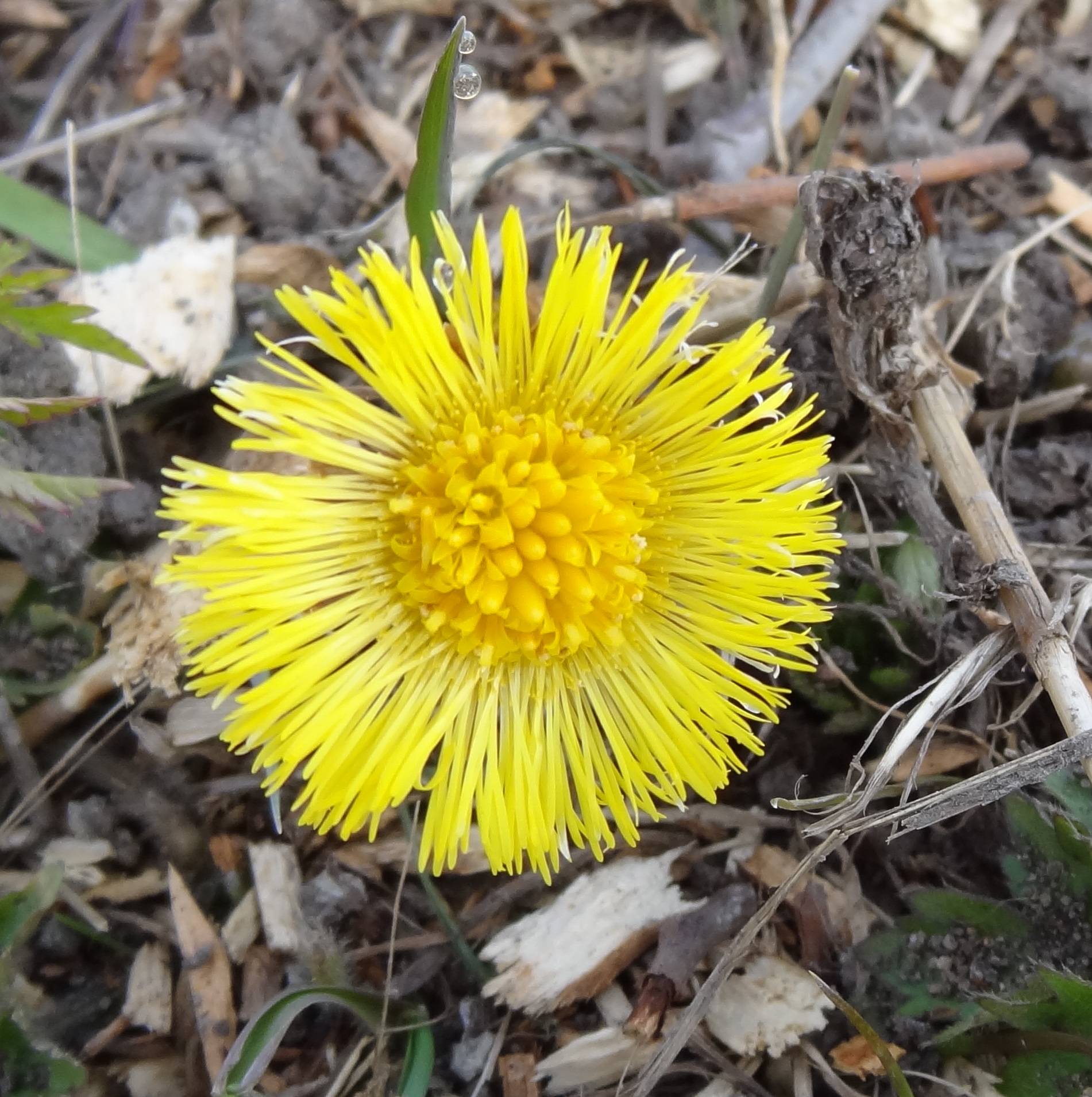 Klein hoefblad  Tussilago farfara