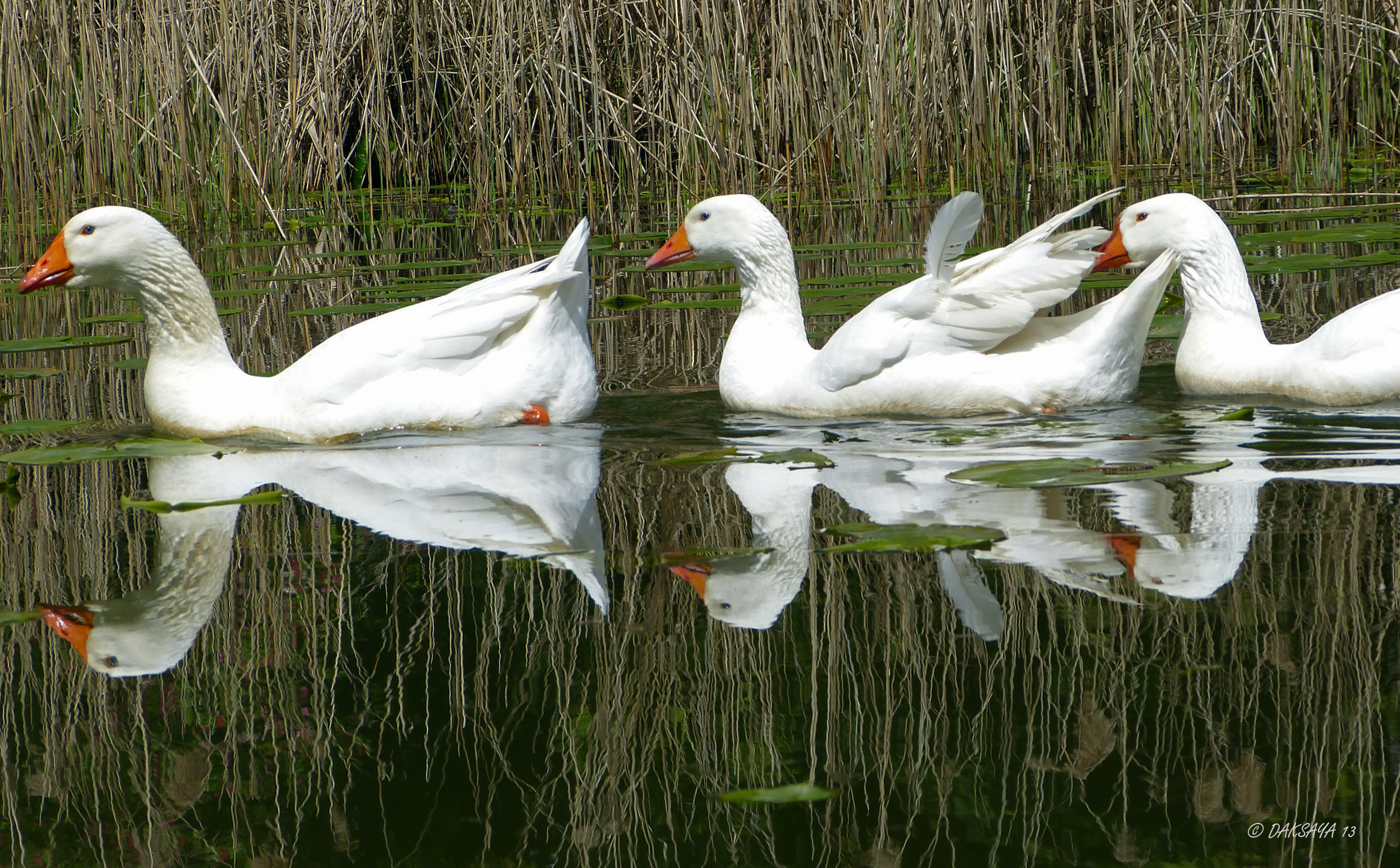 Drie witte ganzen
