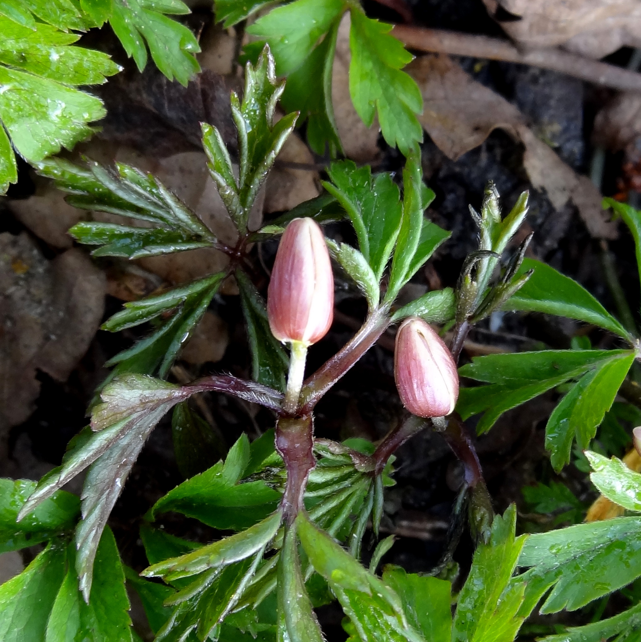 Knopjes van de Bosanemoon
