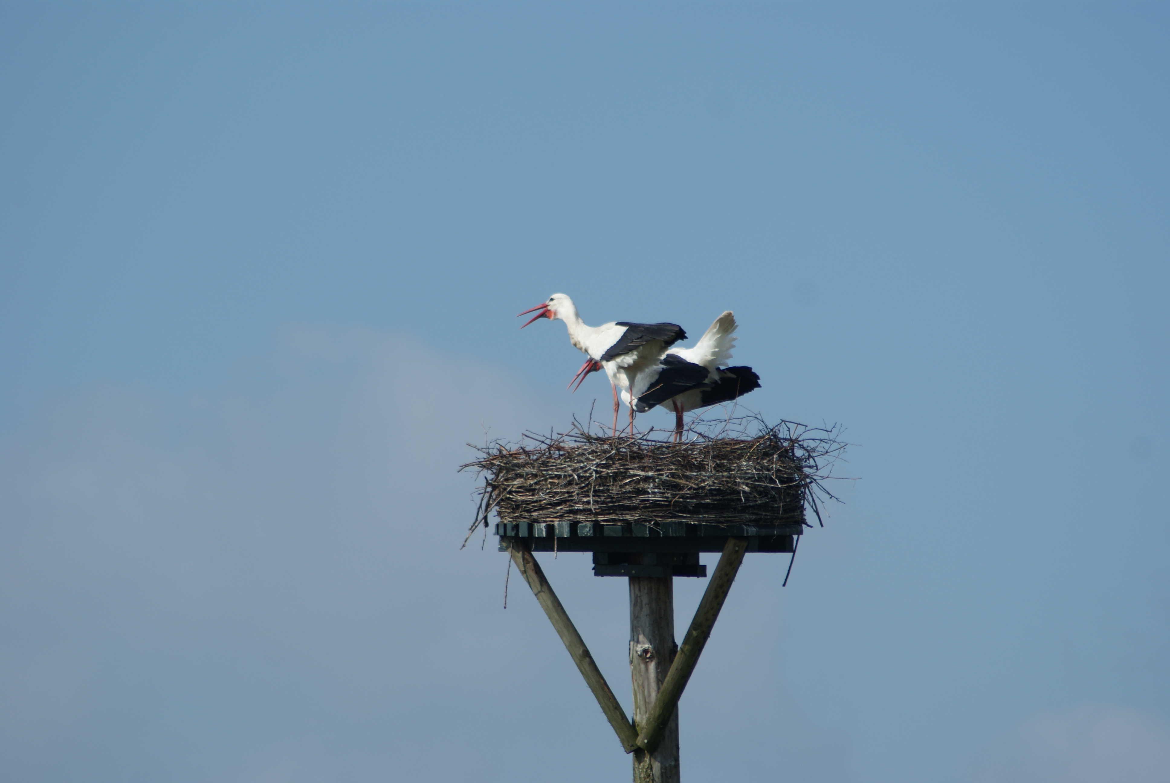 Ooievaar op Nest 