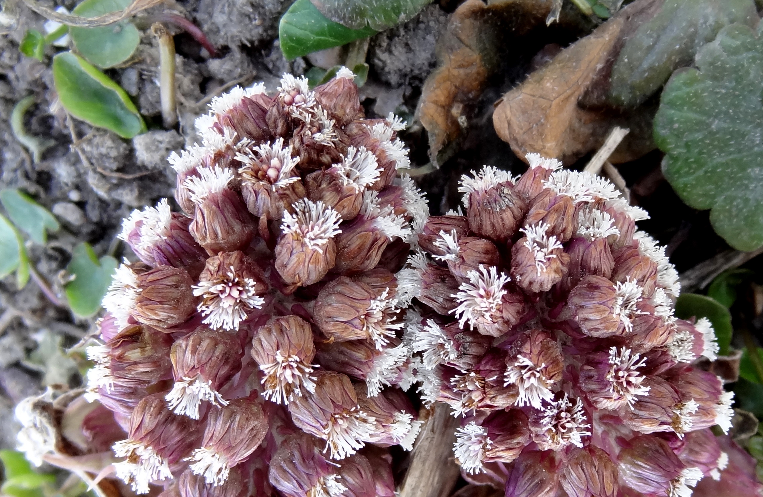 Groot hoefblad  Petasites hybridus