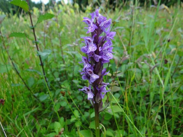 Gevlekte  Orchis