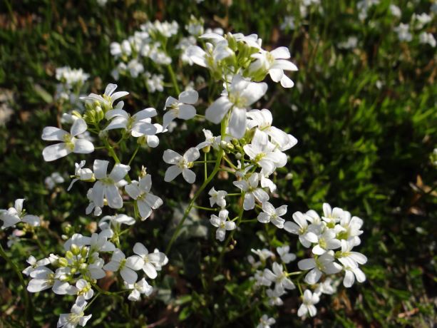 Witte pinksterbloem.