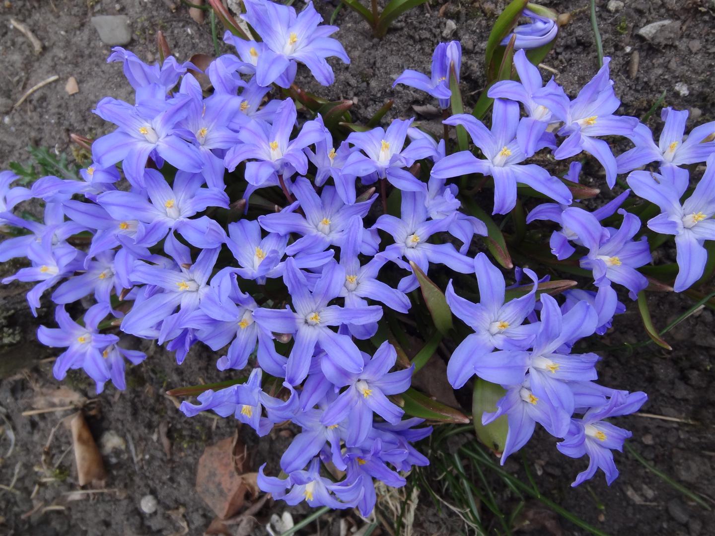 Paars-lila...Sneeuwroem