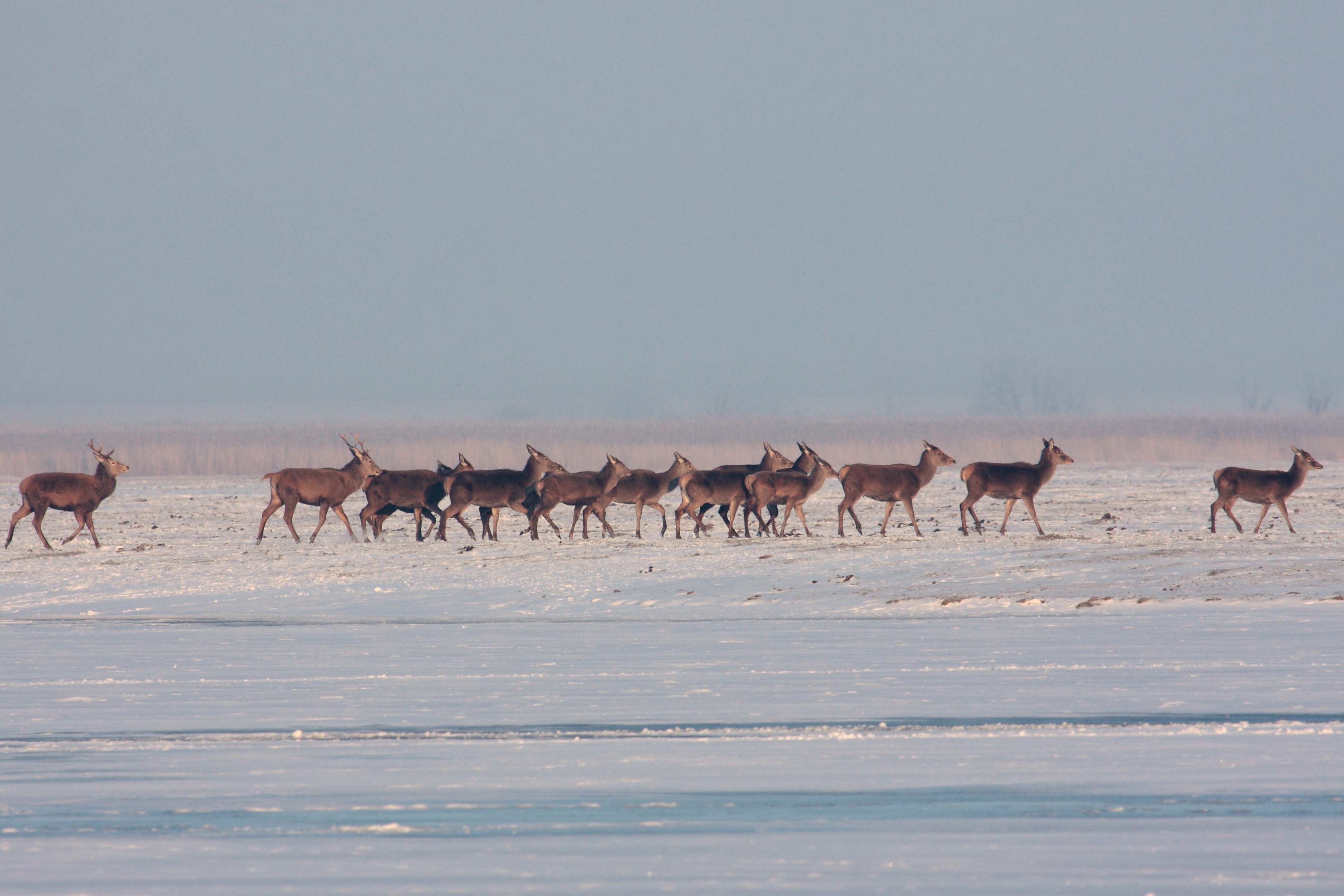 Edelherten in de sneeuw