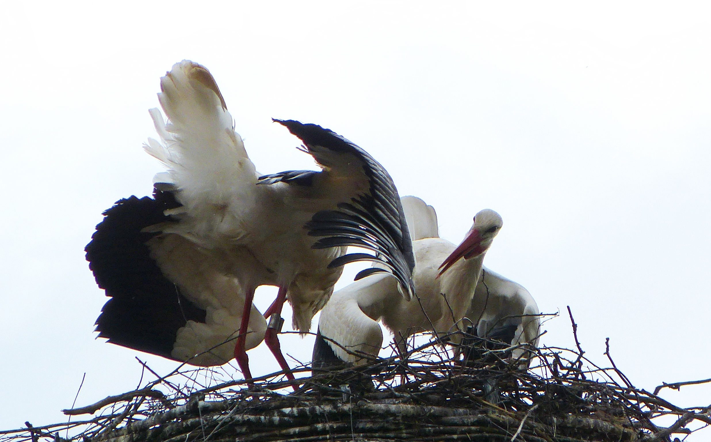 Baltsende ooievaars1
