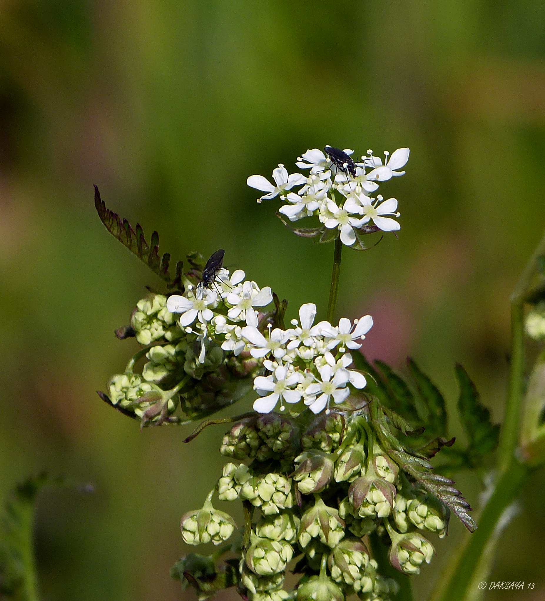 Fluitenkruid