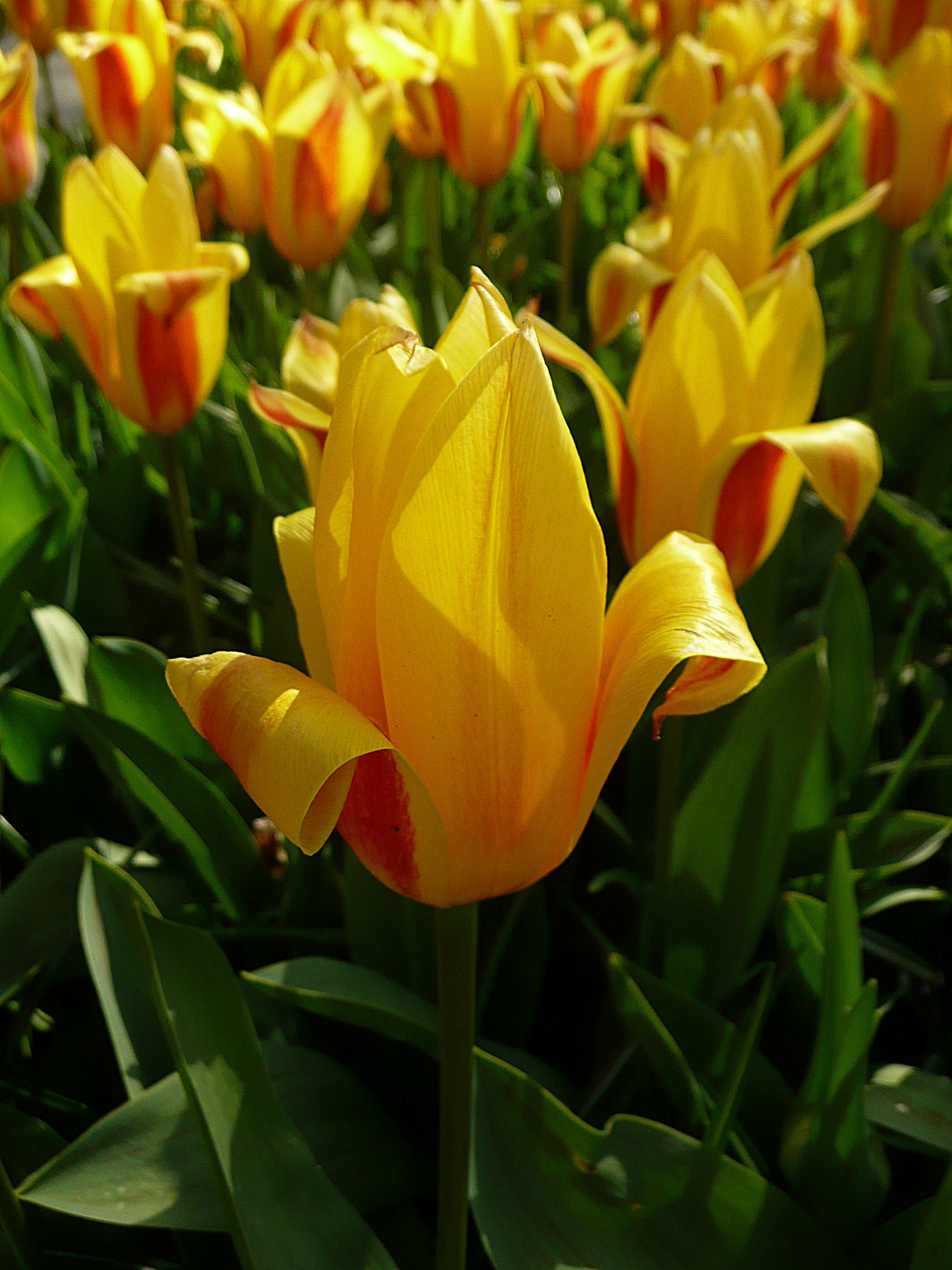 Keukenhof 8