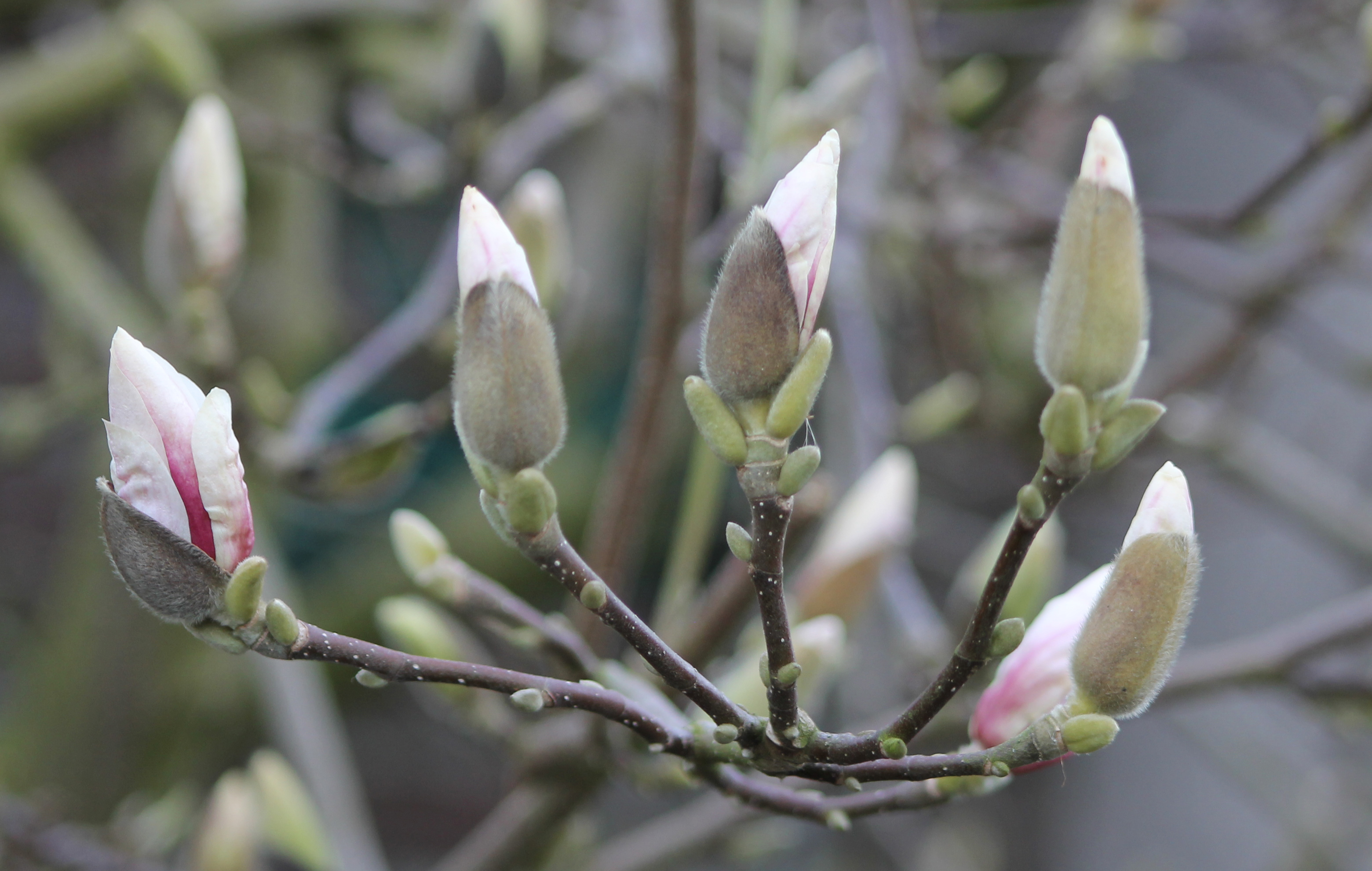 Magnolia