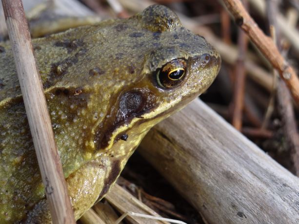Bruine kikker