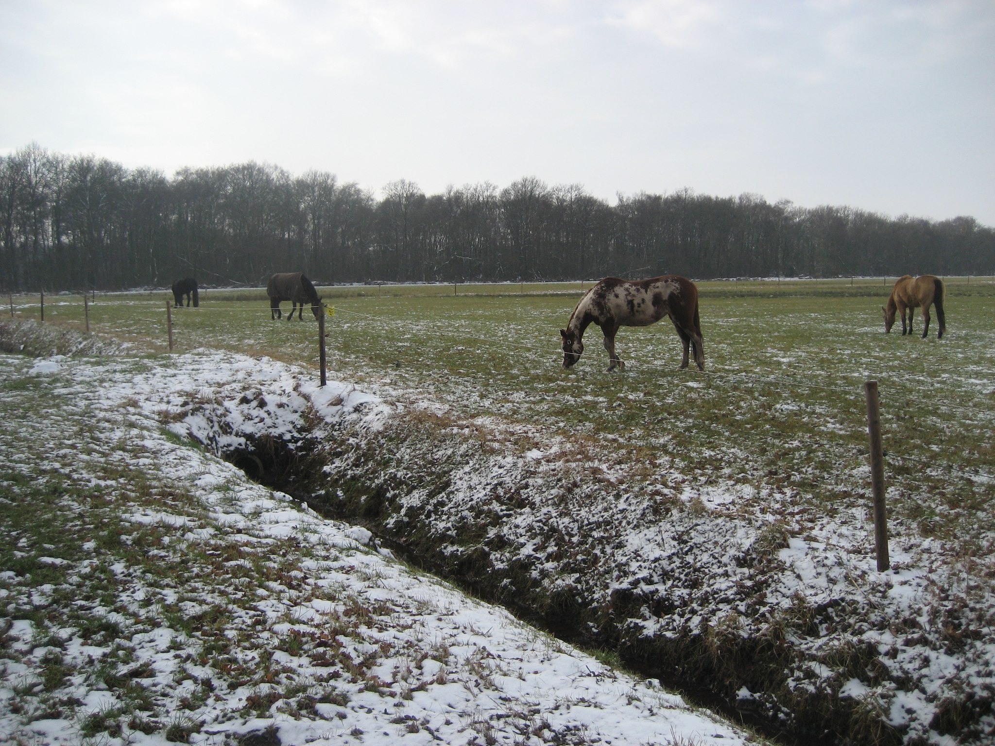 mooie paarden 
