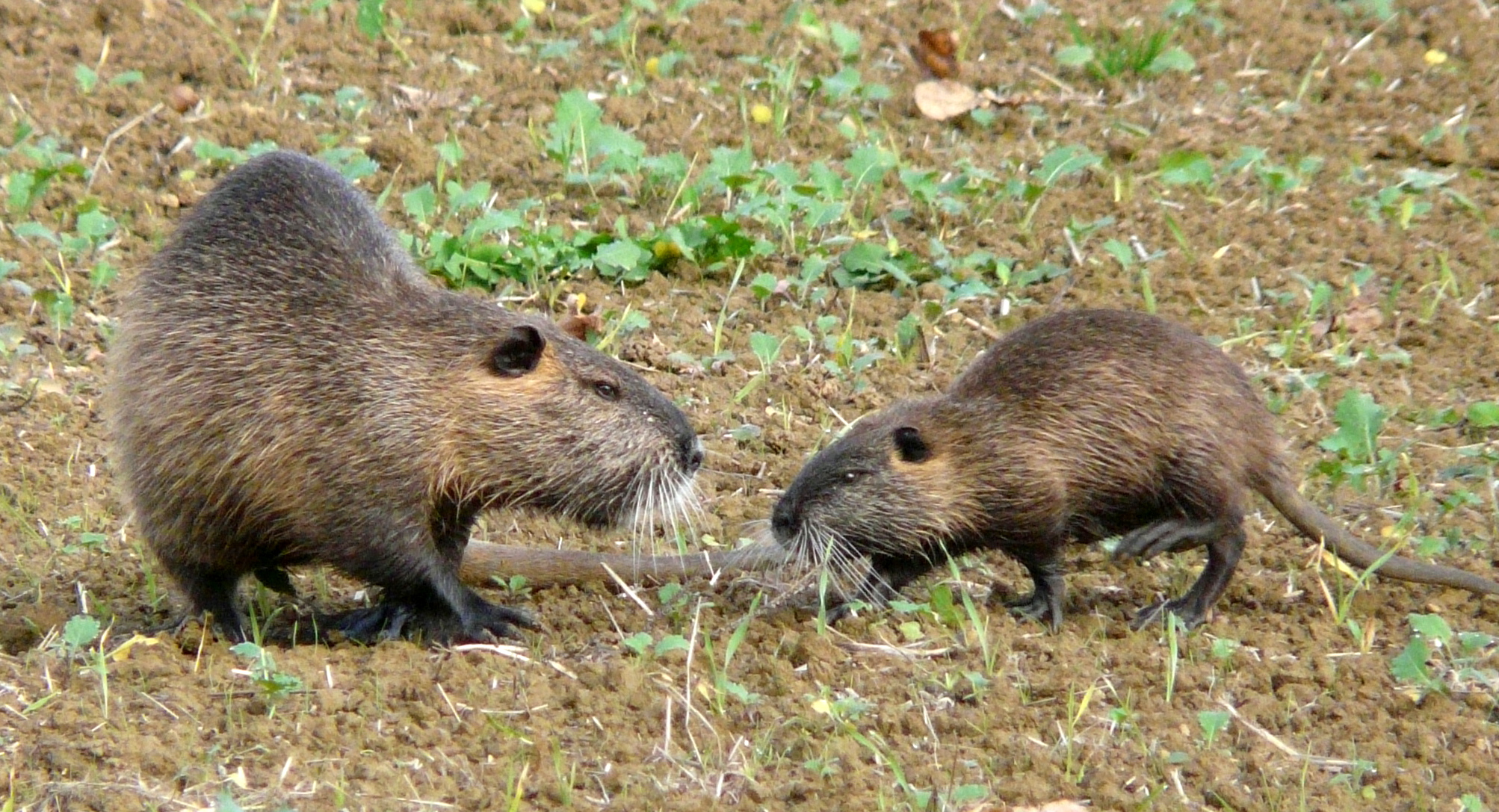 Beverratten