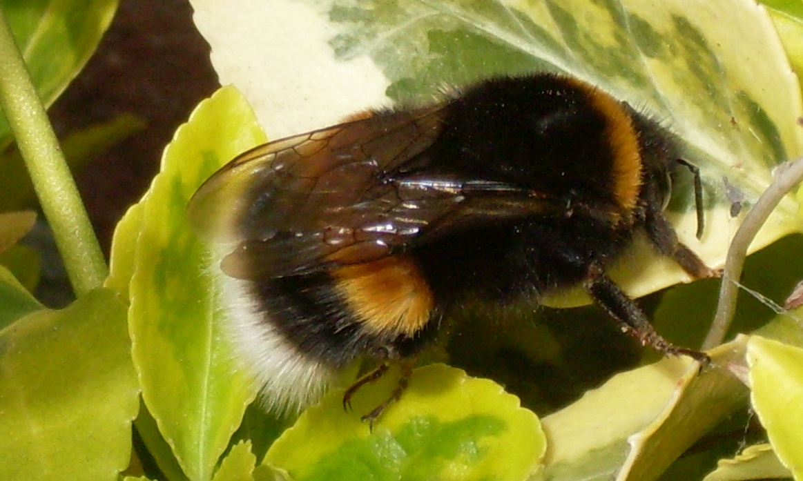 Hommel